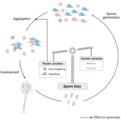 Dictyostelium Discoideum – Ein faszinierender Mikrokosmos des sozialen Verhaltens bei Einzelzellorganismen!