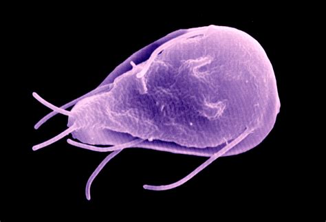  Giardia: Ein mikroskopischer Wirbelsturm mit Tentakeln und hungrigen Mäulern!