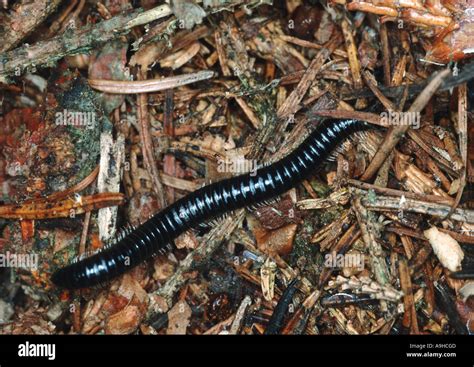  Juliform Millipede: A Miniature Tank Traversing Terrestrial Jungles!