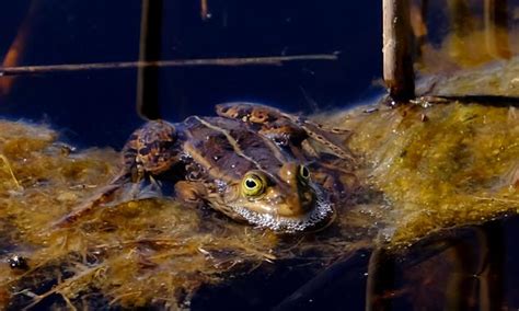  Kaluga: Wie sich dieser faszinierende Frosch mit dem Geschenk der Stille in sein Lebensumfeld einfügt!