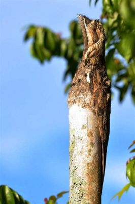 Laurinäugige Laubfrösche: Die Meister der Tarnung und Akrobatik im Regenwald!