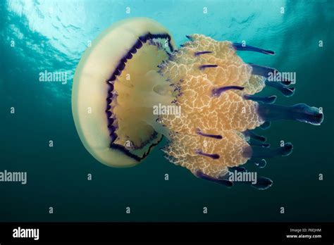  Rhizostoma pulmo – Ein pulsierendes Quallenmonster mit fluoreszierenden Tentakeln!