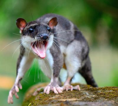  Yapok – Ein faszinierendes Nagetier mit wasserliebender Natur und einem pelzigen Schwanz!