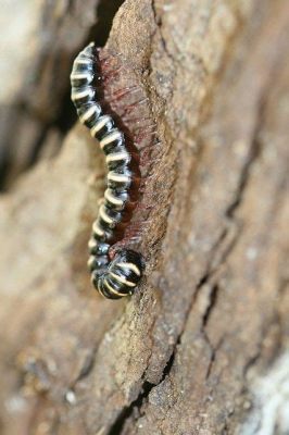  Zebra-Millipede: A Crawling Mosaic Marvel With Stripes That Rival a Zebra