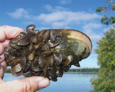   Zebra Mussel: Ein kleiner Eindringling mit großer Auswirkung auf die aquatische Ökologie!